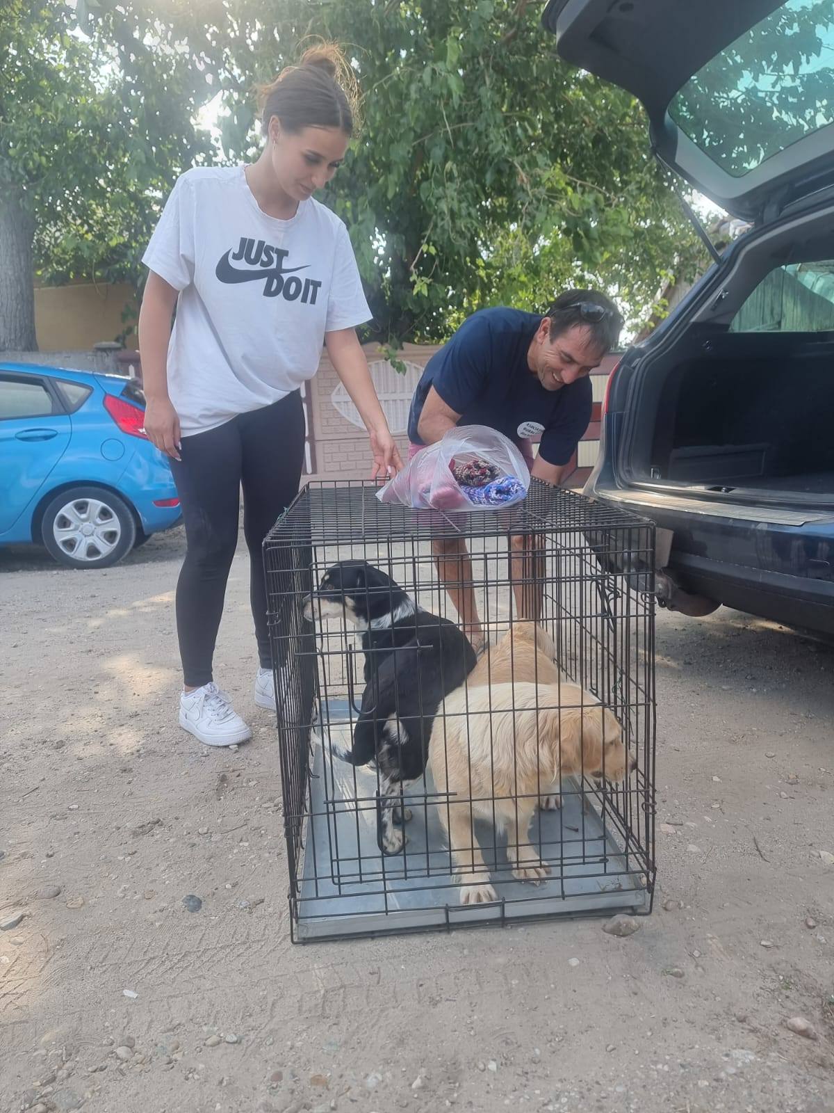 Sterilizări gratuite comuna Islaz - Miniatură 3