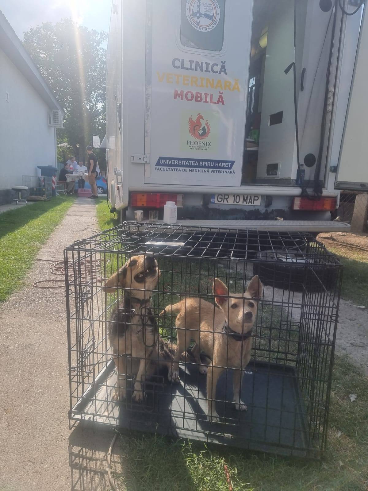 Sterilizări gratuite comuna Islaz - Miniatură 4