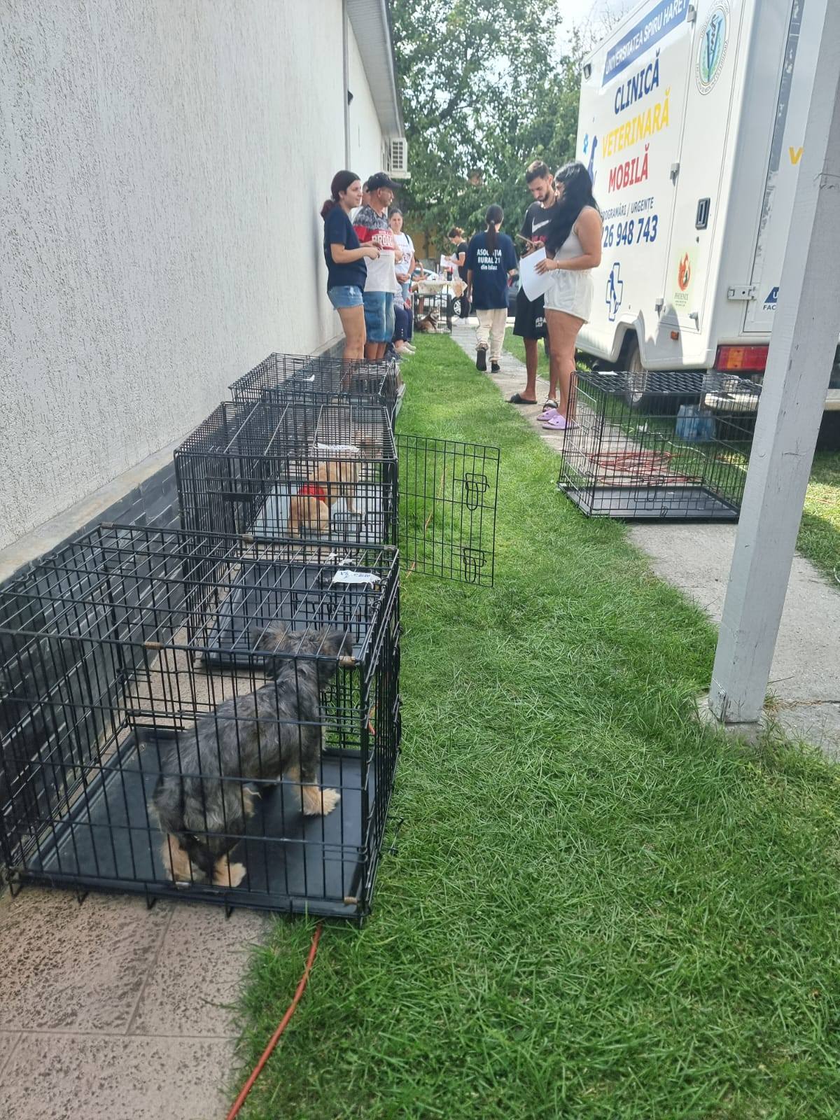 Sterilizări gratuite comuna Islaz - Miniatură 5