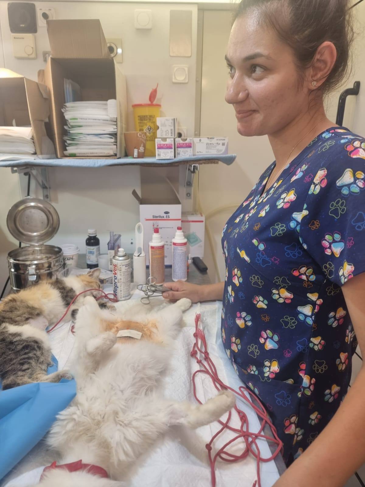 Sterilizări gratuite comuna Islaz - Miniatură 9