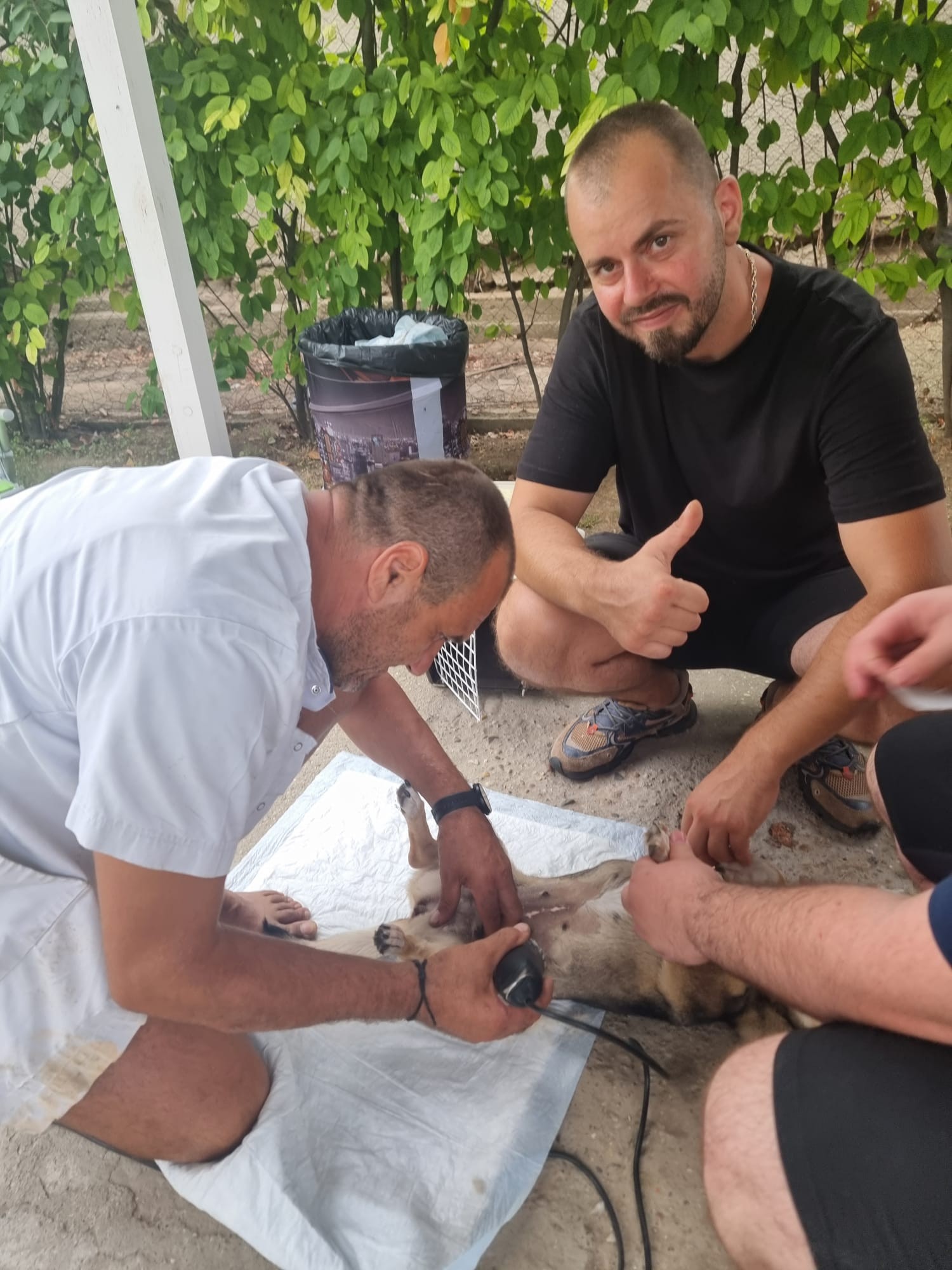 Sterilizări gratuite comuna Islaz - Miniatură 10