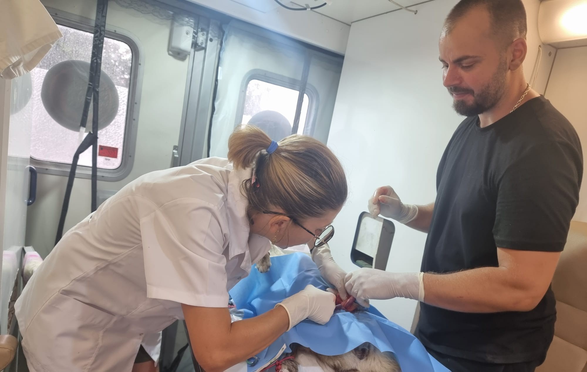 Sterilizări gratuite comuna Islaz - Miniatură 11